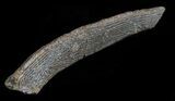 Partial Hybodus Shark Dorsal Spine - Cretaceous #61457-2